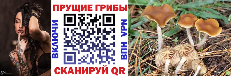 Галлюциногенные грибы Psilocybine cubensis наркотики Козельск